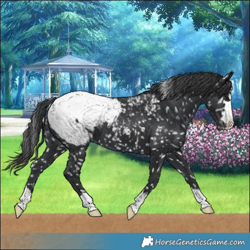 Horse Color:Black Snowcap 