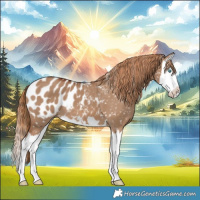 Horse Color:Red Dun Splash Appaloosa 