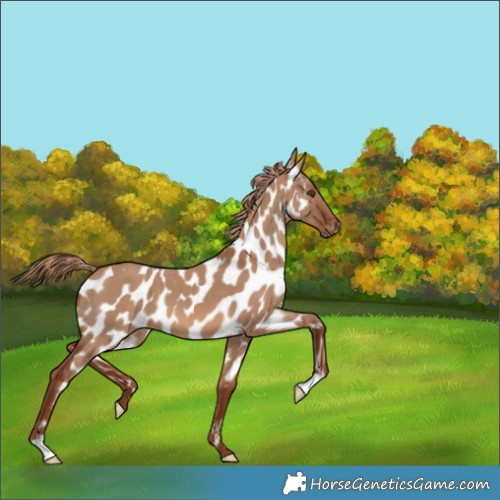Horse Color:Red Dun Appaloosa 