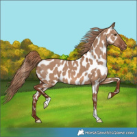 Horse Color:Red Dun Near Leopard