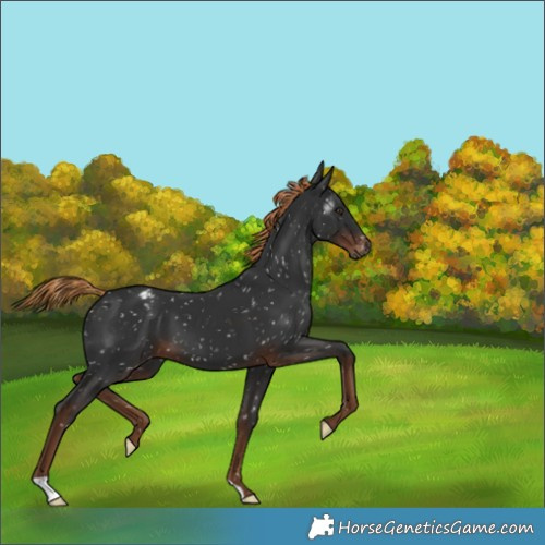 Horse Color:Gray Liver Chestnut Appaloosa