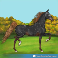 Horse Color:Gray Liver Chestnut Snowflake Varnish 