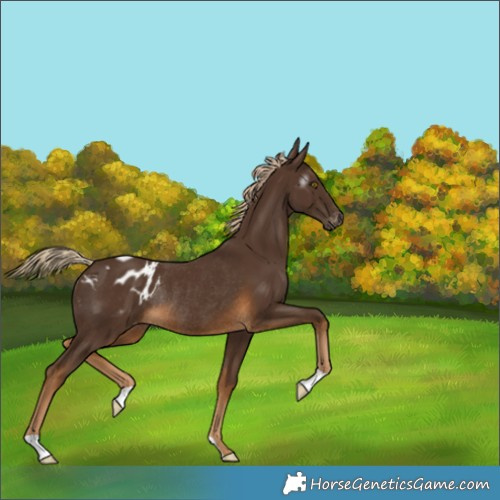 Horse Color:Gray Chocolate Palomino Appaloosa Rabicano 