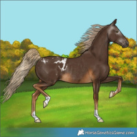 Horse Color:Gray Chocolate Palomino Varnish Rabicano