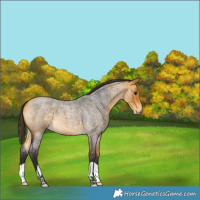 Horse Color:Buckskin Roan