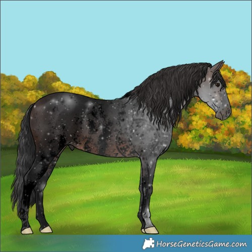 Horse Color:Void Brown Sabino 