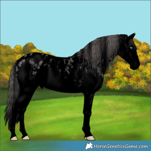 Horse Color:Void Platinum Buckskin Sabino Splash Near Leopard 