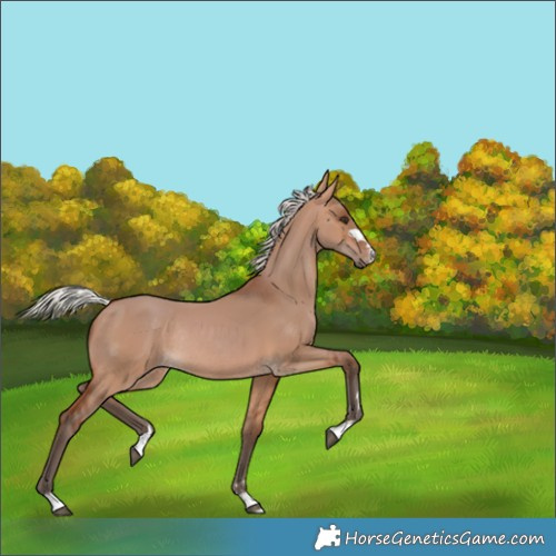 Horse Color:Silver Brown Dun Rabicano