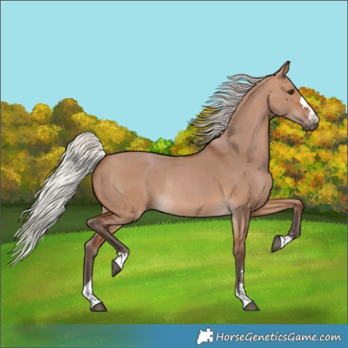 Horse Color:Silver Brown Dun Rabicano