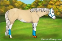 Horse Color:Silver Amber Champagne Dun Sabino Splash 