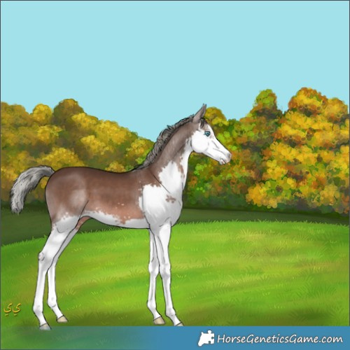 Horse Color:Liver Chestnut Mushroom Sabino Splash 