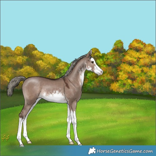 Horse Color:White Spotted Liver Red Dun Mushroom Splash 
