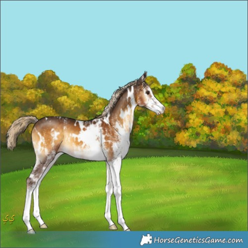 Horse Color:White Spotted Chocolate Palomino Onyx Mushroom