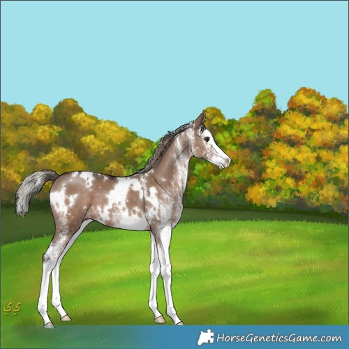 Horse Color:White Spotted Liver Red Dun Mushroom Splash 