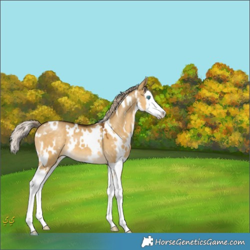 Horse Color:White Spotted Chocolate Palomino Dun Mushroom Splash 