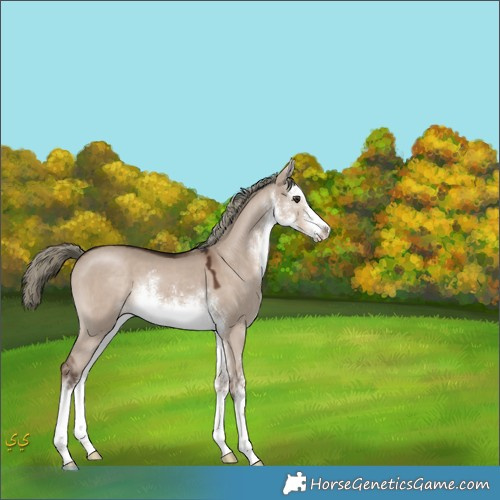 Horse Color:White Spotted Liver Red Dun Mushroom