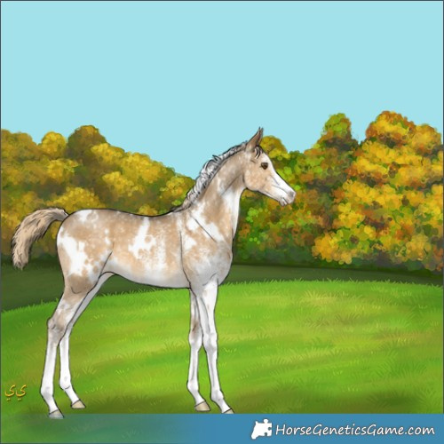 Horse Color:White Spotted Chocolate Palomino Dun Mushroom 