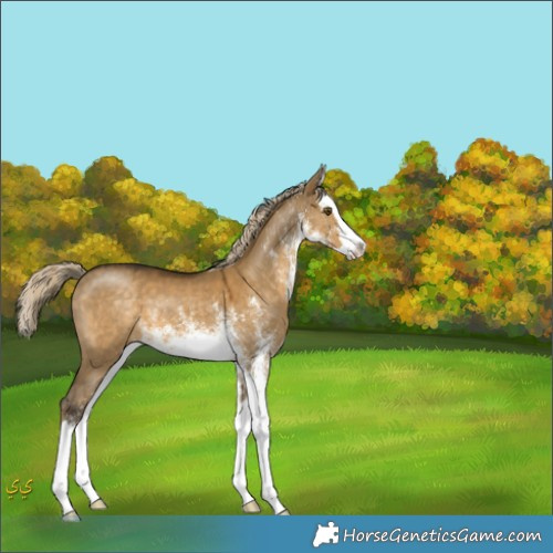 Horse Color:White Spotted Chocolate Palomino Dun Mushroom Splash 