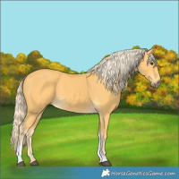 Horse Color:Palomino Tobiano 