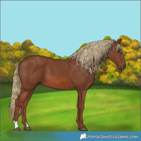Horse Color:Chestnut 