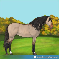 Horse Color:Bay Dun 