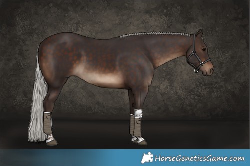 Horse Color:Silver Brown Tobiano 