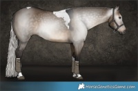 Horse Color:Gray Silver Brown Dun Tobiano