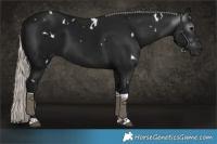 Horse Color:Gray White Spotted Silver Brown Tobiano 