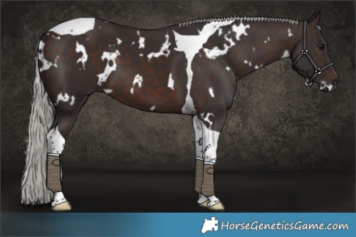 Horse Color:White Spotted Silver Brown Tobiano 