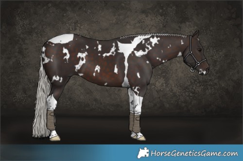 Horse Color:White Spotted Silver Brown Tobiano 