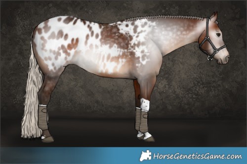 Horse Color:Gray Silver Bay Tobiano Blanket 