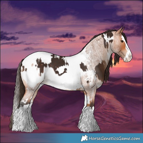 Horse Color:White Spotted Liver Chestnut Splash  and White Spotted Bay Roan Splash Appaloosa 