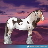 Horse Color:White Spotted Liver Chestnut Splash and White Spotted Bay Roan Splash Appaloosa