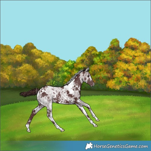 Horse Color:White Spotted Chocolate Smoky Black Chinchilla Ice