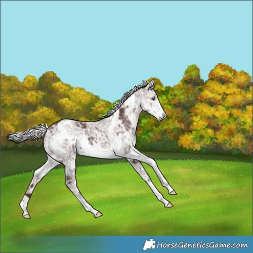 Horse Color:White Spotted Chocolate Silver Smoky Black Chinchilla Ice 