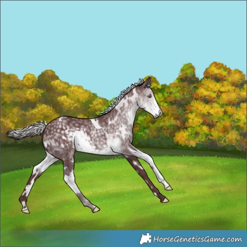 Horse Color:White Spotted Chocolate Silver Smoky Black Chinchilla