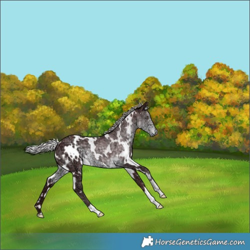 Horse Color:White Spotted Chocolate Silver Smoky Black Chinchilla Ice 