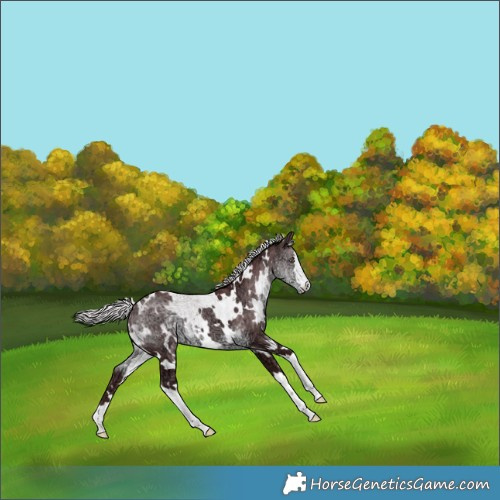 Horse Color:White Spotted Chocolate Silver Smoky Black Chinchilla Ice