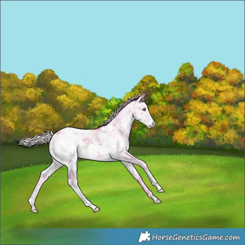 Horse Color:Watercolor White Spotted Chocolate Silver Smoky Black Chinchilla Ice