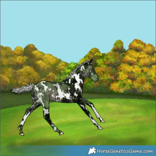 Horse Color:Watercolor White Spotted Chocolate Silver Black Chinchilla Ice 