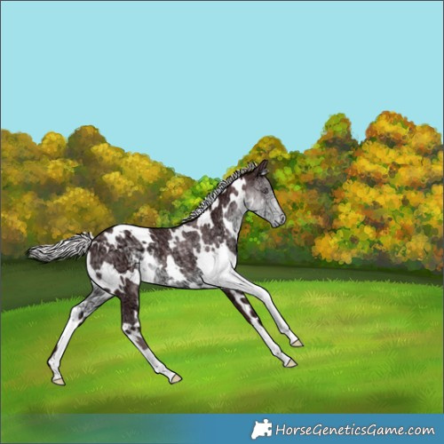 Horse Color:White Spotted Chocolate Silver Smoky Black Chinchilla Ice 