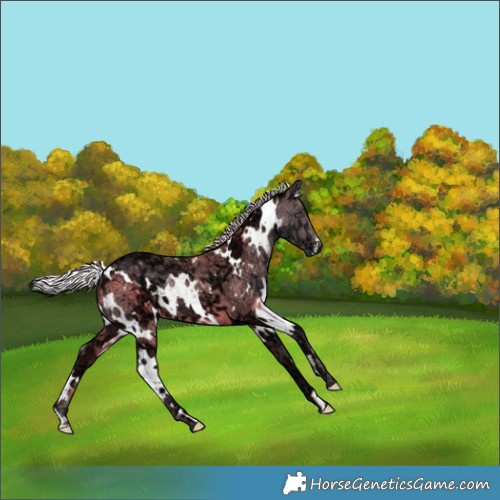 Horse Color:White Spotted Chocolate Silver Black Chinchilla Ice 