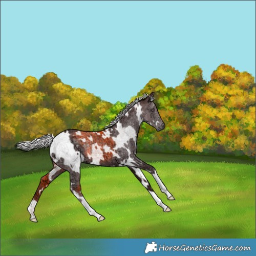 Horse Color:White Spotted Chocolate Silver Smoky Black Chinchilla Ice