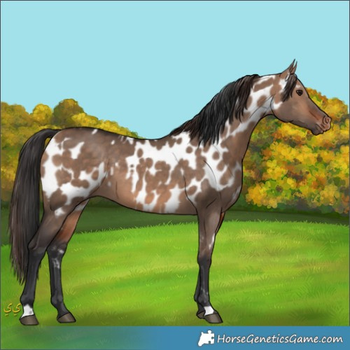 Horse Color:Unknown 