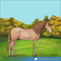Horse Color:Bay Pearl 