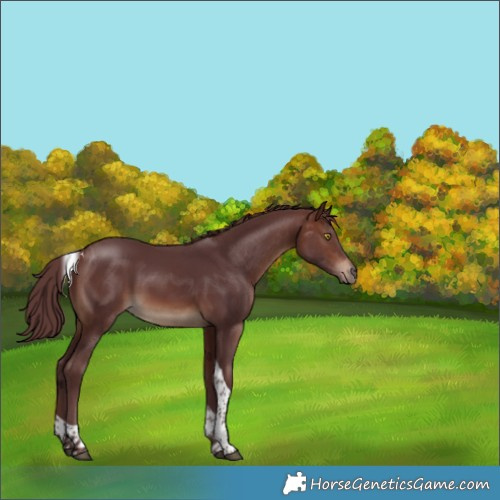 Horse Color:Chocolate Brown Tobiano 