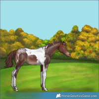 Horse Color:Chocolate Bay Tobiano