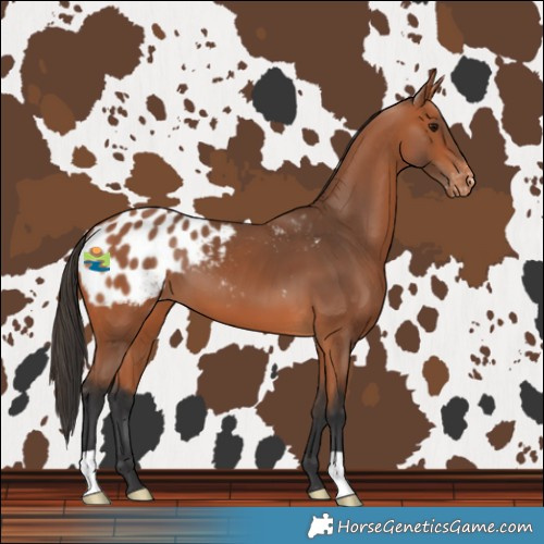 Horse Color:Bay Blanket 