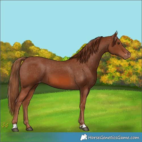 Horse Color:Unknown 
