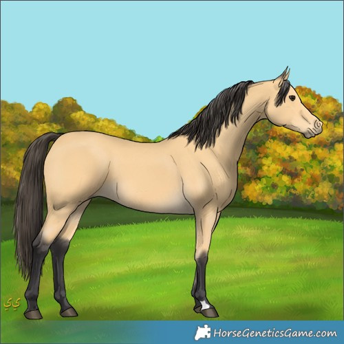 Horse Color:Unknown 